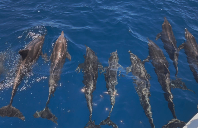 Dolphin & Whale Watching Fuerteventura
