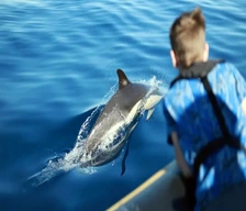 Lanzarote Dolphin Watching