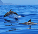 Cruise with cetacean watching