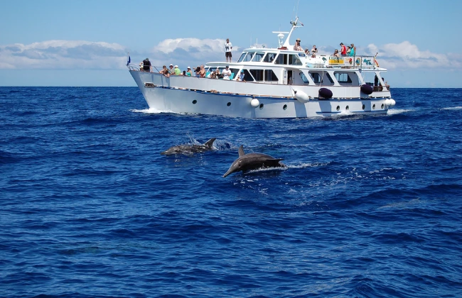 Whale Watching Tour from Valle Gran Rey